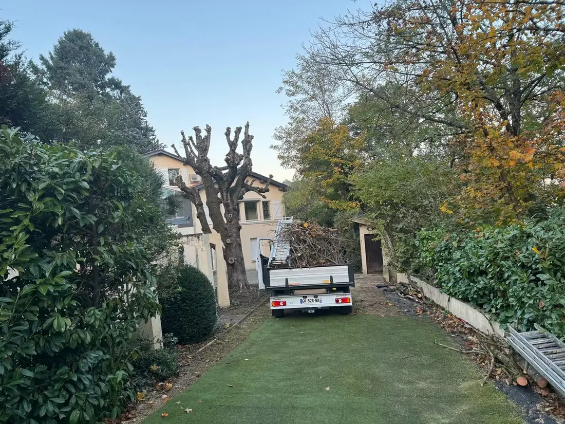 Arbres taillés en têtard devant une maison, camion benne chargé de branches sur la pelouse