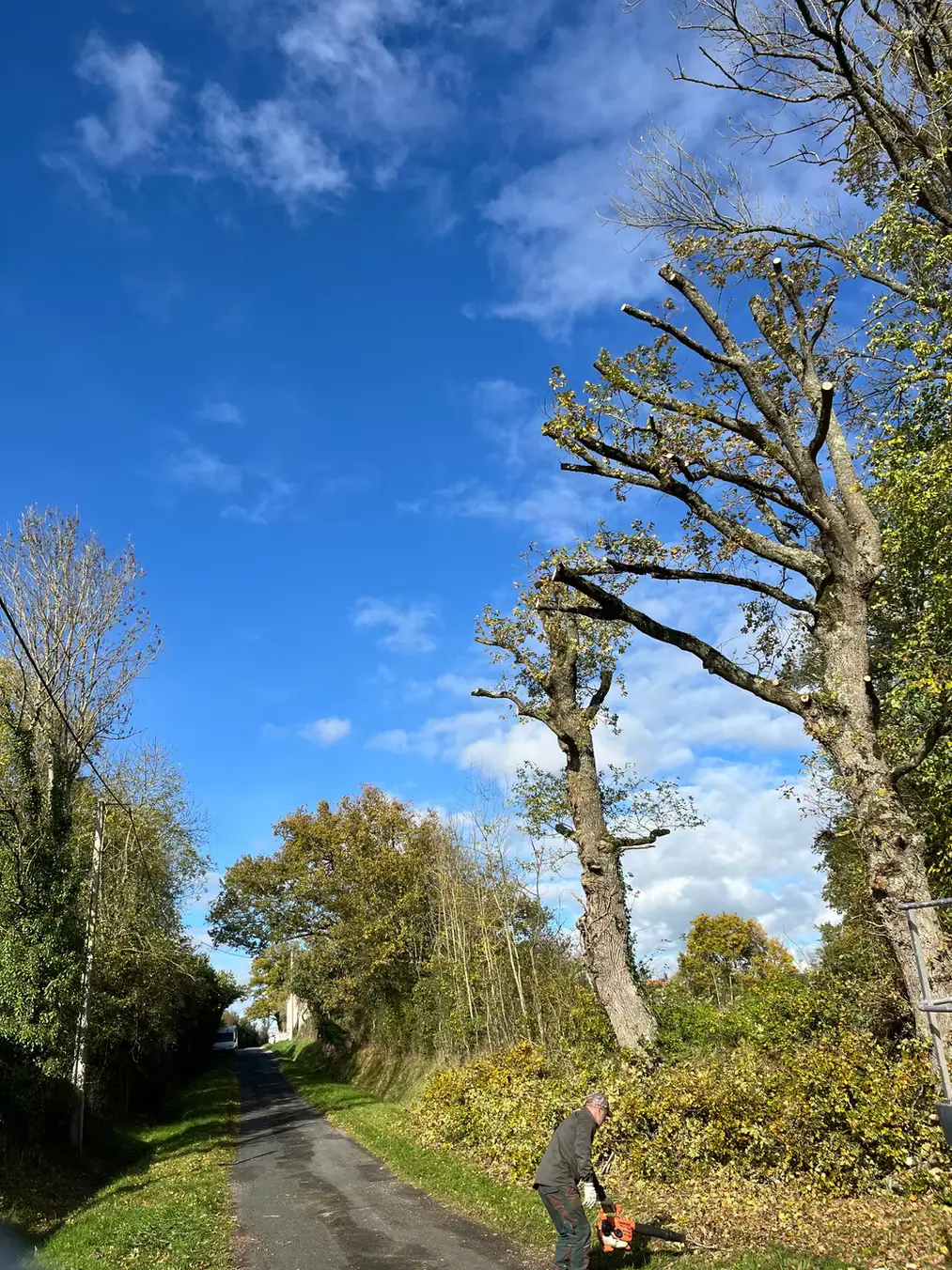 Grands chênes élagués le long d'une route de campagne, l'élagueur au sol avec sa tronçonneuse