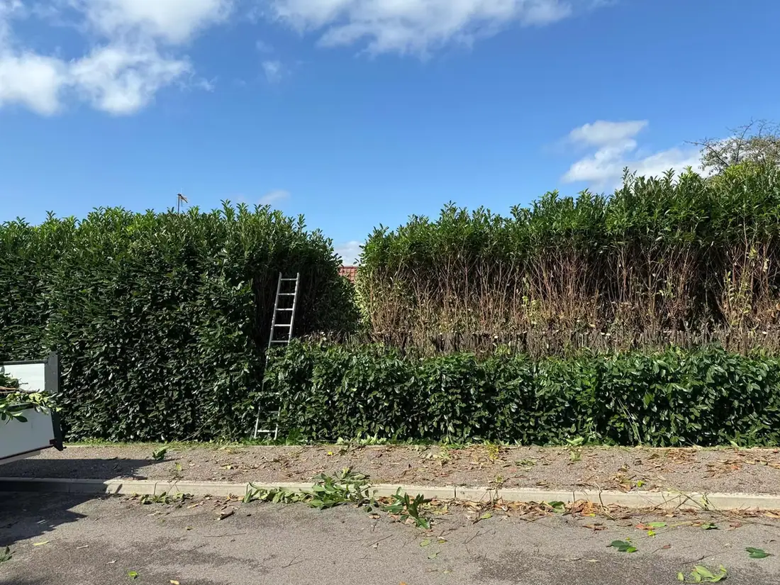 Haie de lauriers taillée, l'échelle posée contre la partie encore haute et les branches coupées au sol