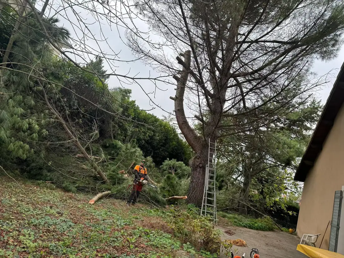 Élagueur au pied d'un grand pin appuyé d'une échelle, branches coupées posées au sol