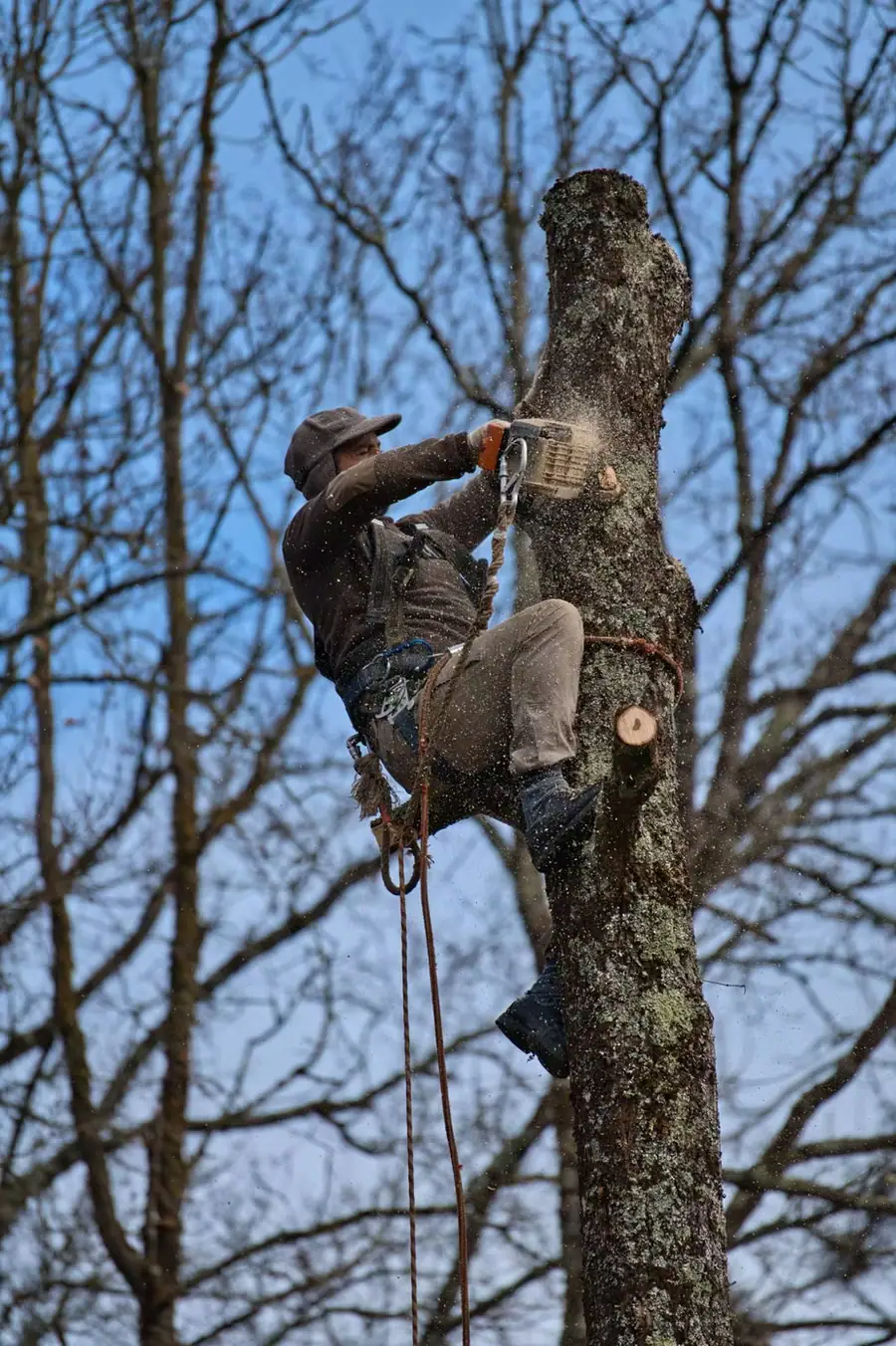 Élagueur encordé qui tronçonne la tête d'un arbre, la sciure en suspension