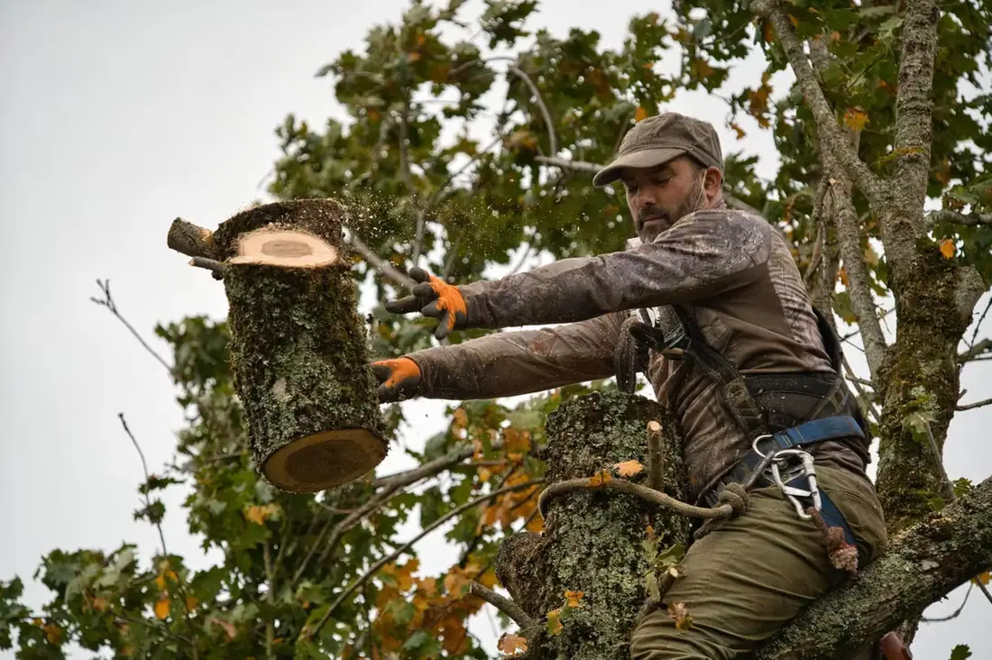 Élagueur dans l'arbre qui retient un tronçon de branche fraîchement coupé